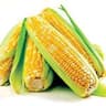 Corn: Sweet