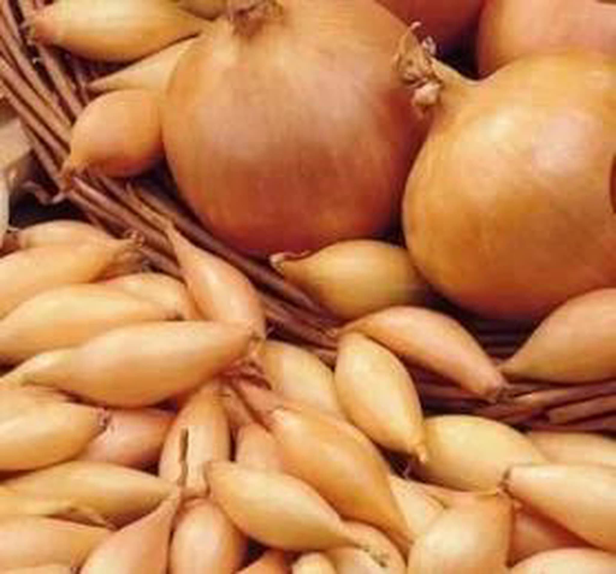 Onion Sets