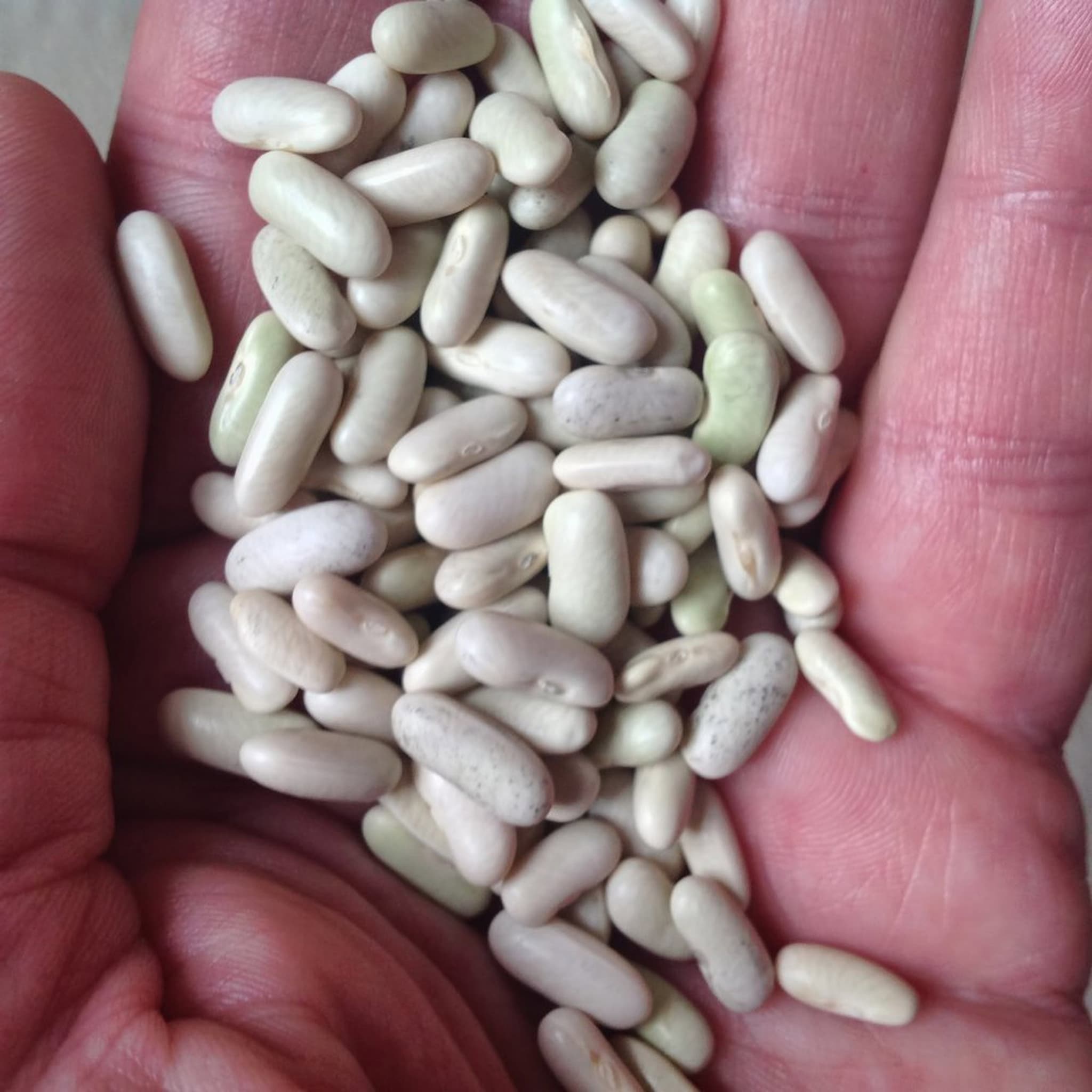 french bean seed - dwarf