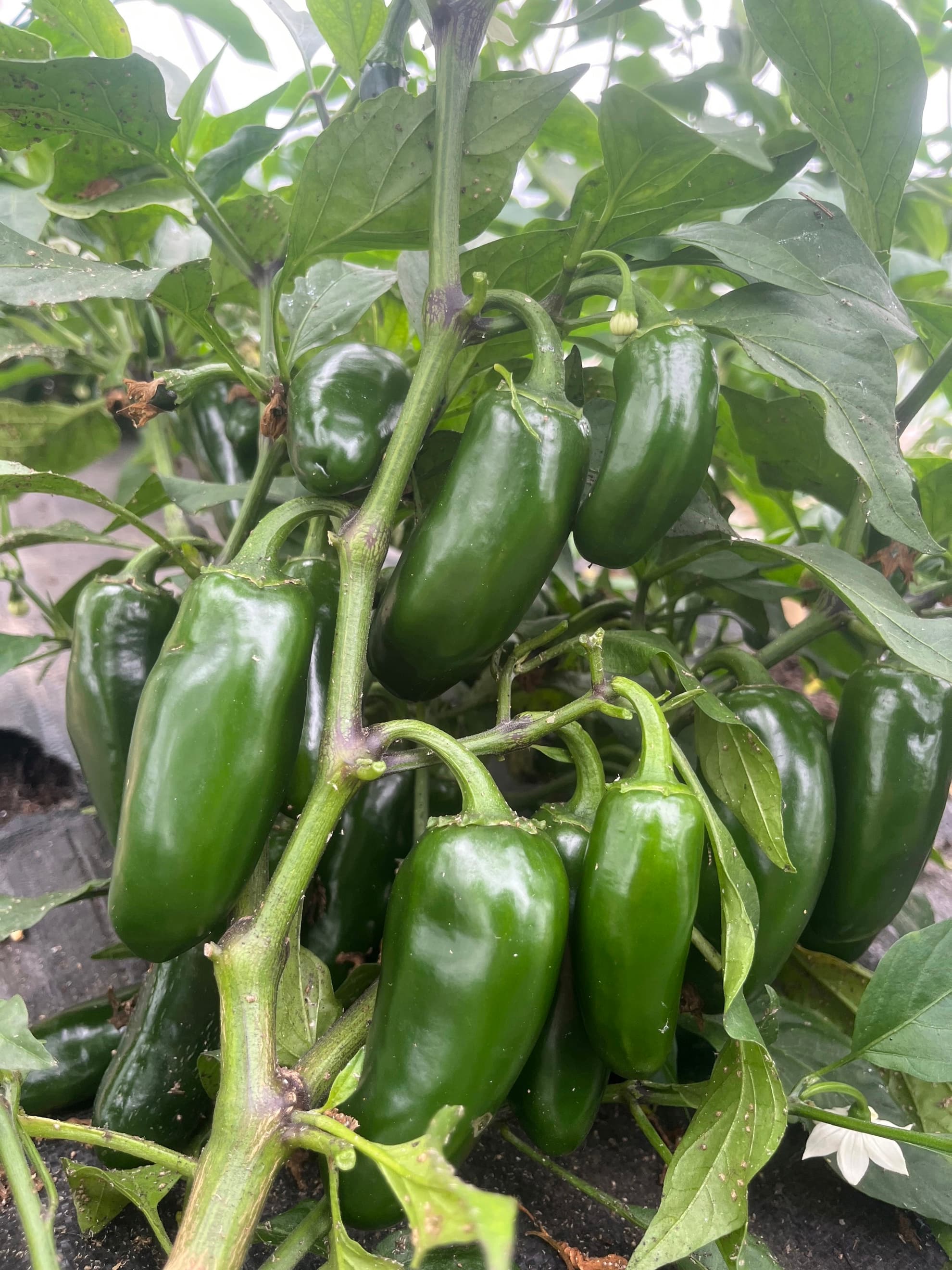 Pepper (Jalapeno)