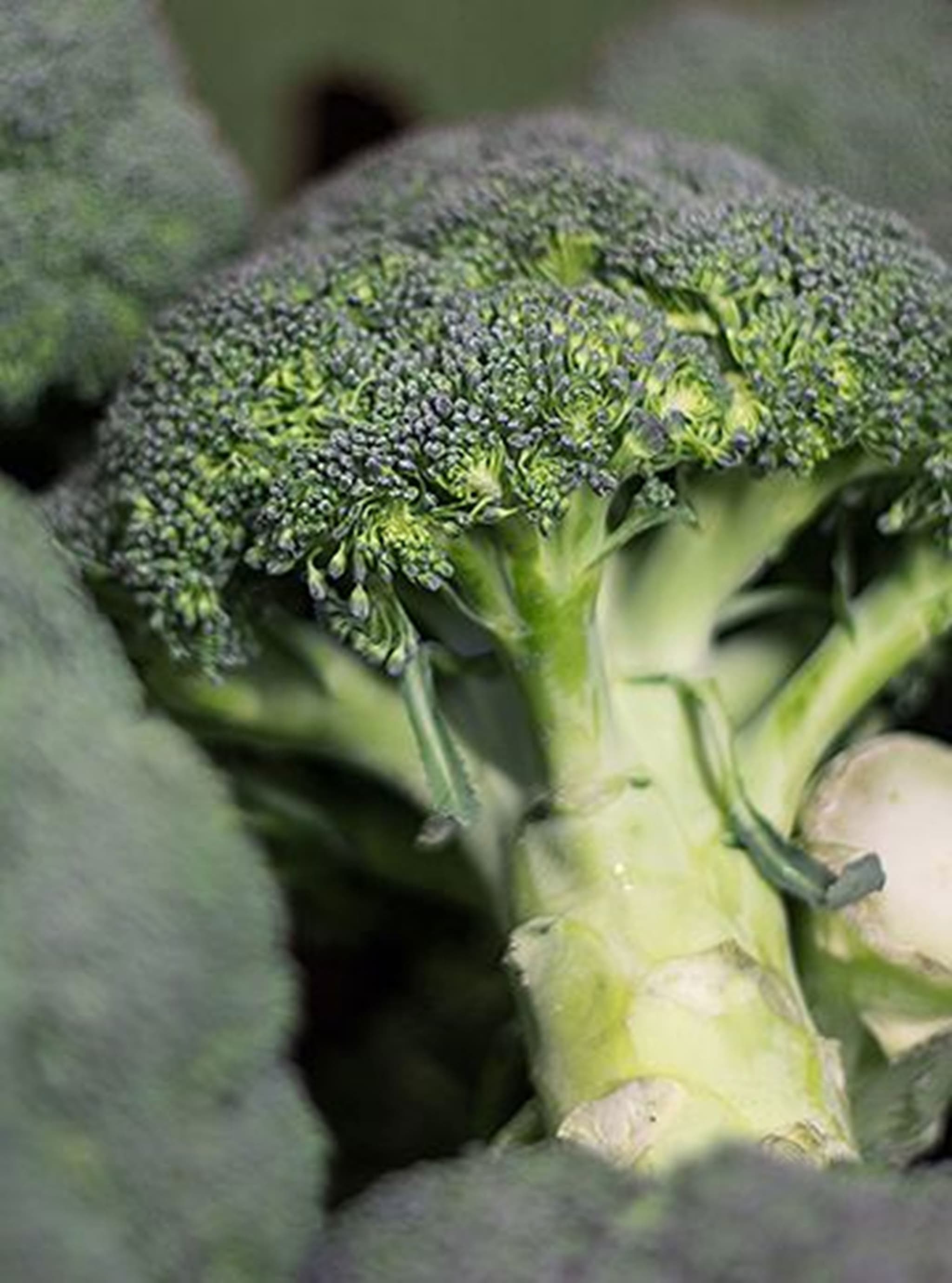 Broccoli (loose) - Organic