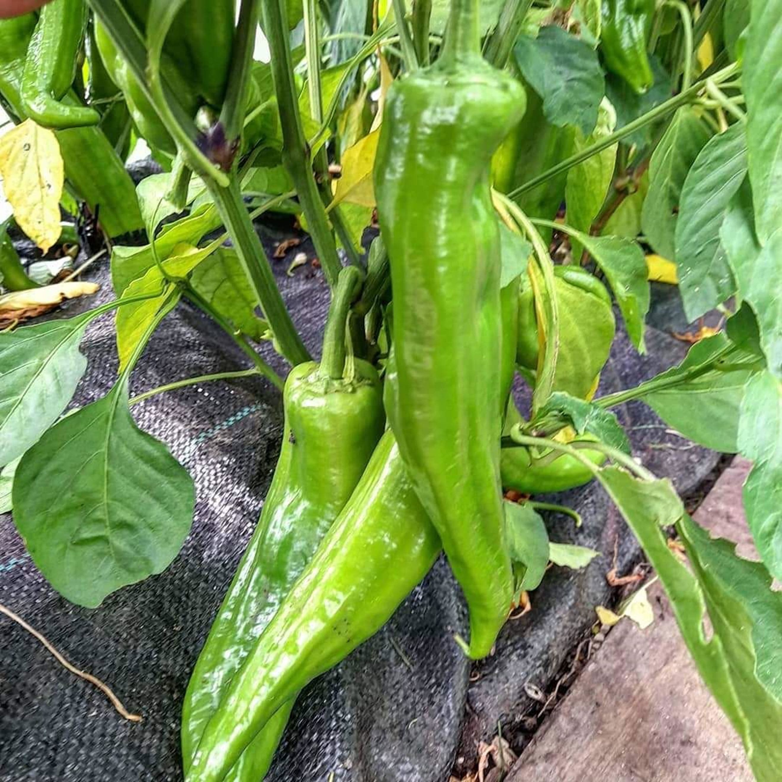 Ramano Pepper (long Green)