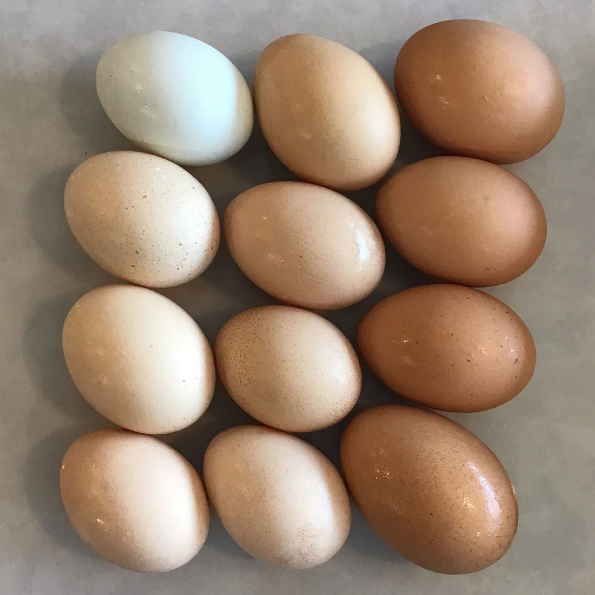 Eggs Free Range - Dozen